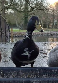 Duckie