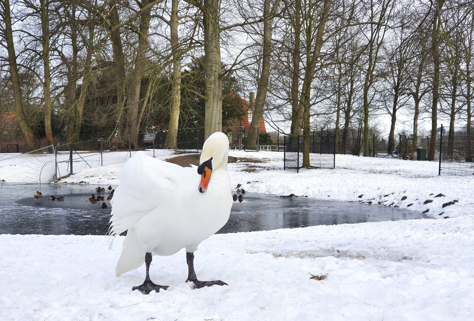 De zwaan in de sneeuw
