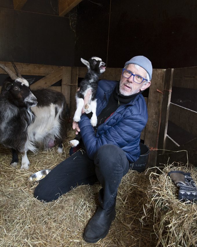 Tweede geitenlam geboren