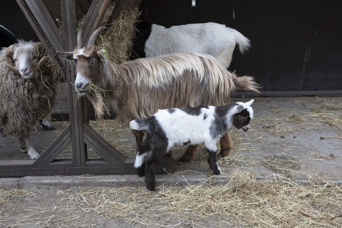 Tweede geitenlam geboren