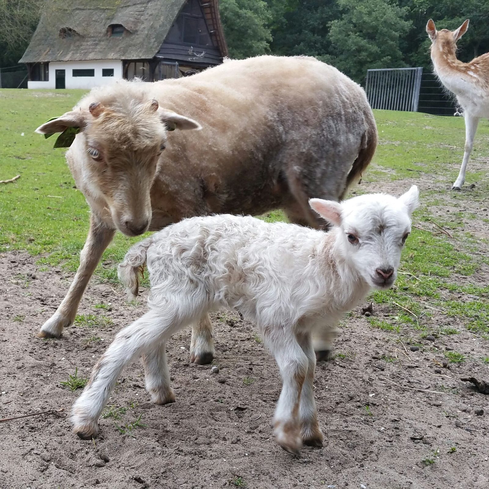 Schapen scheren