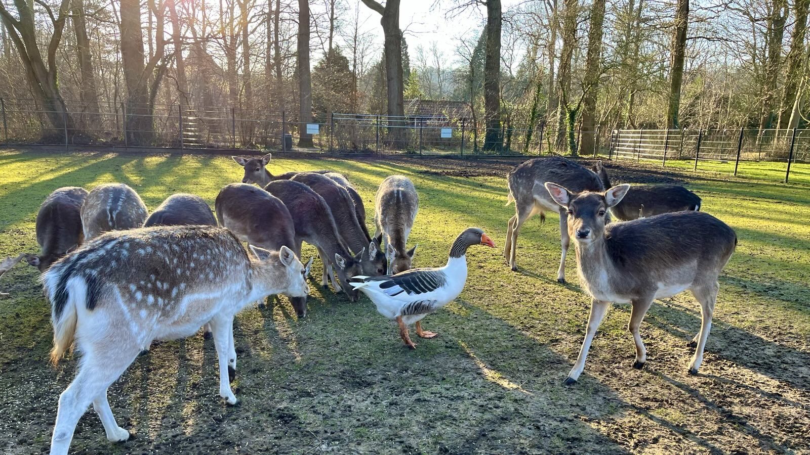 Hans de verdedigende gans