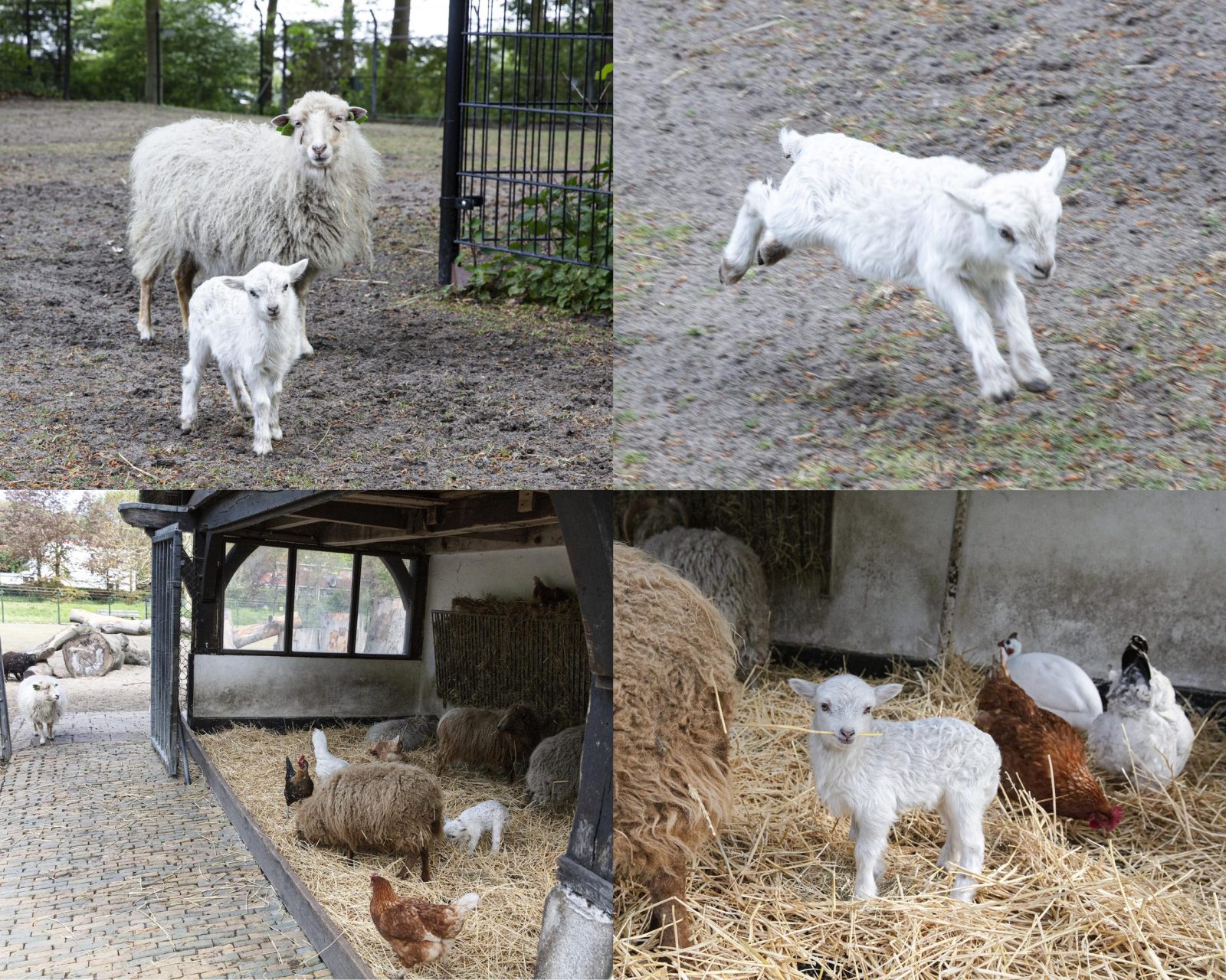 5de lammetje van 2019 geboren
