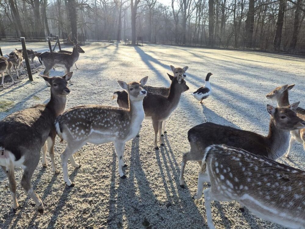 De herten en Hans de gans in de sneeuw op de Hertenkamp