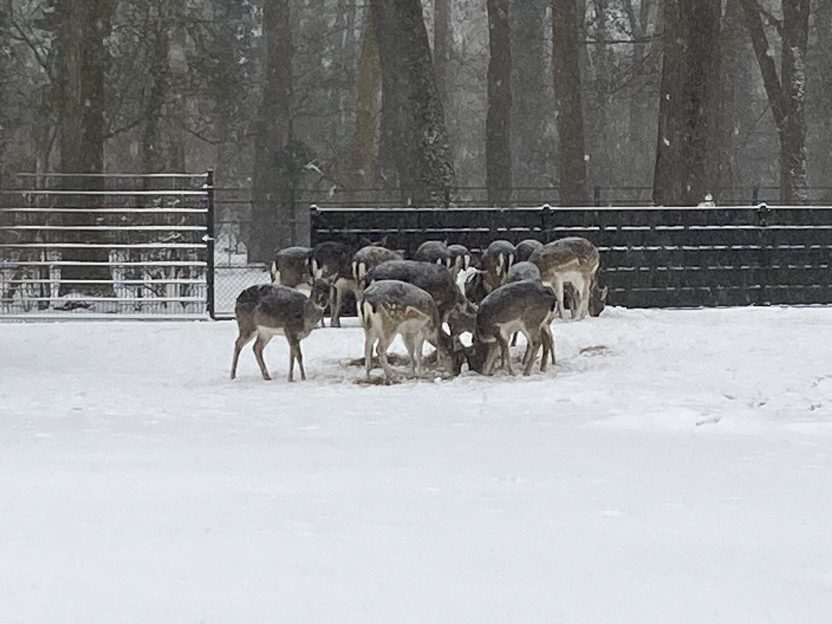 Winter in het hertenkamp