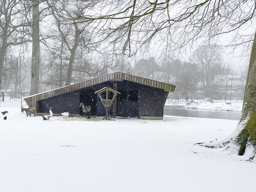 Winter in het hertenkamp