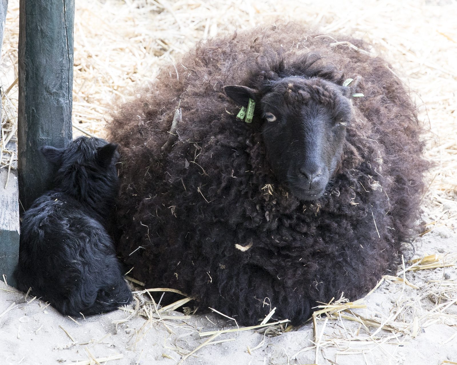 Eerste lammetjes van dit jaar geboren