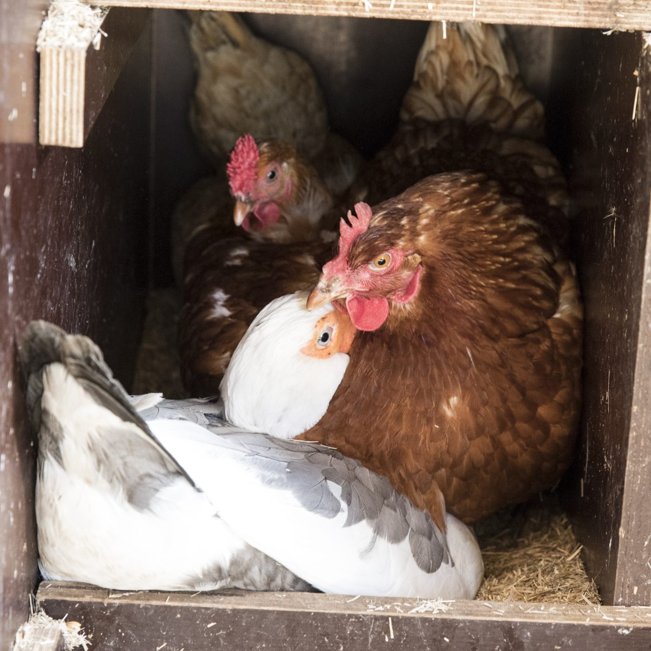 Eerste lammetjes van dit jaar geboren