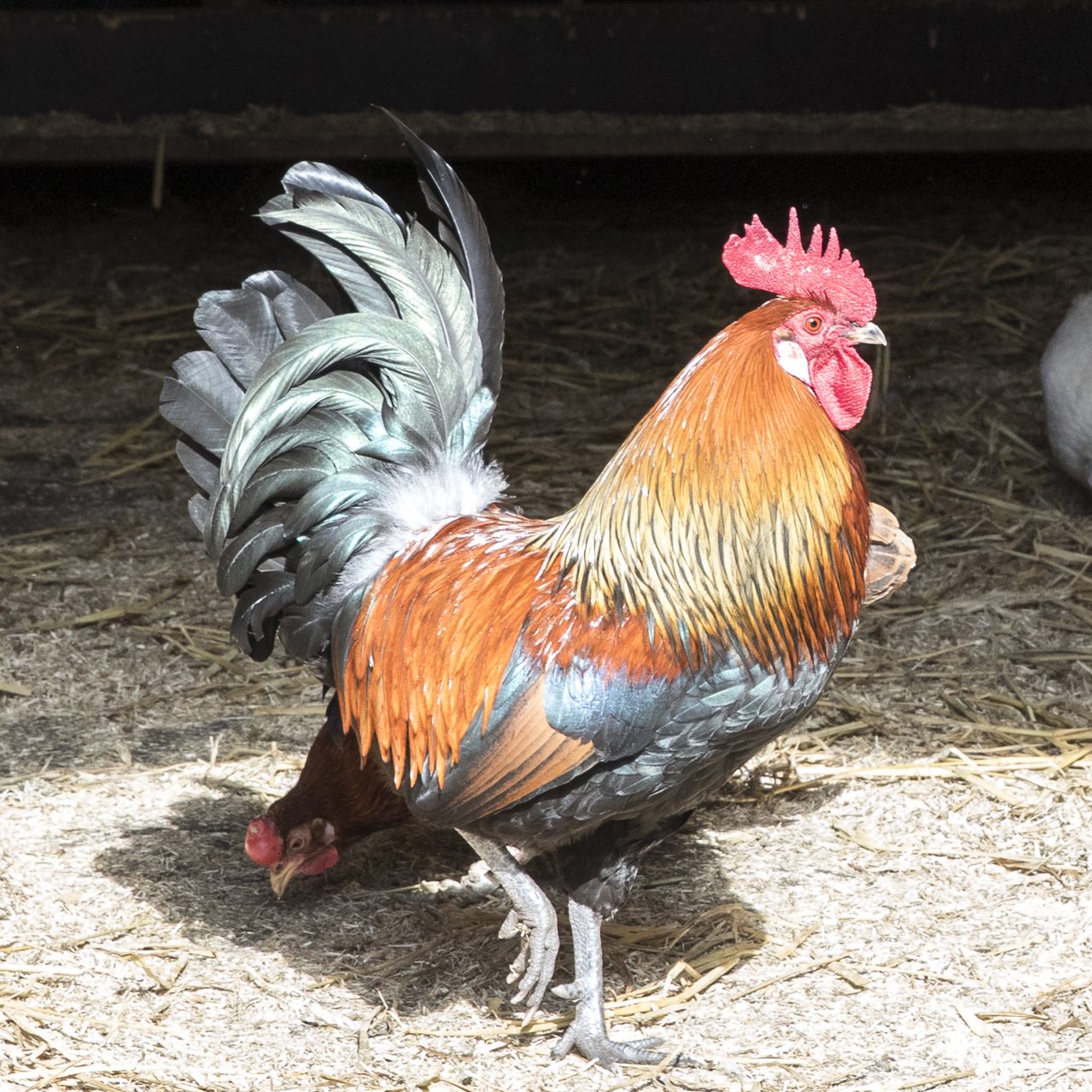 Eerste lammetjes van dit jaar geboren