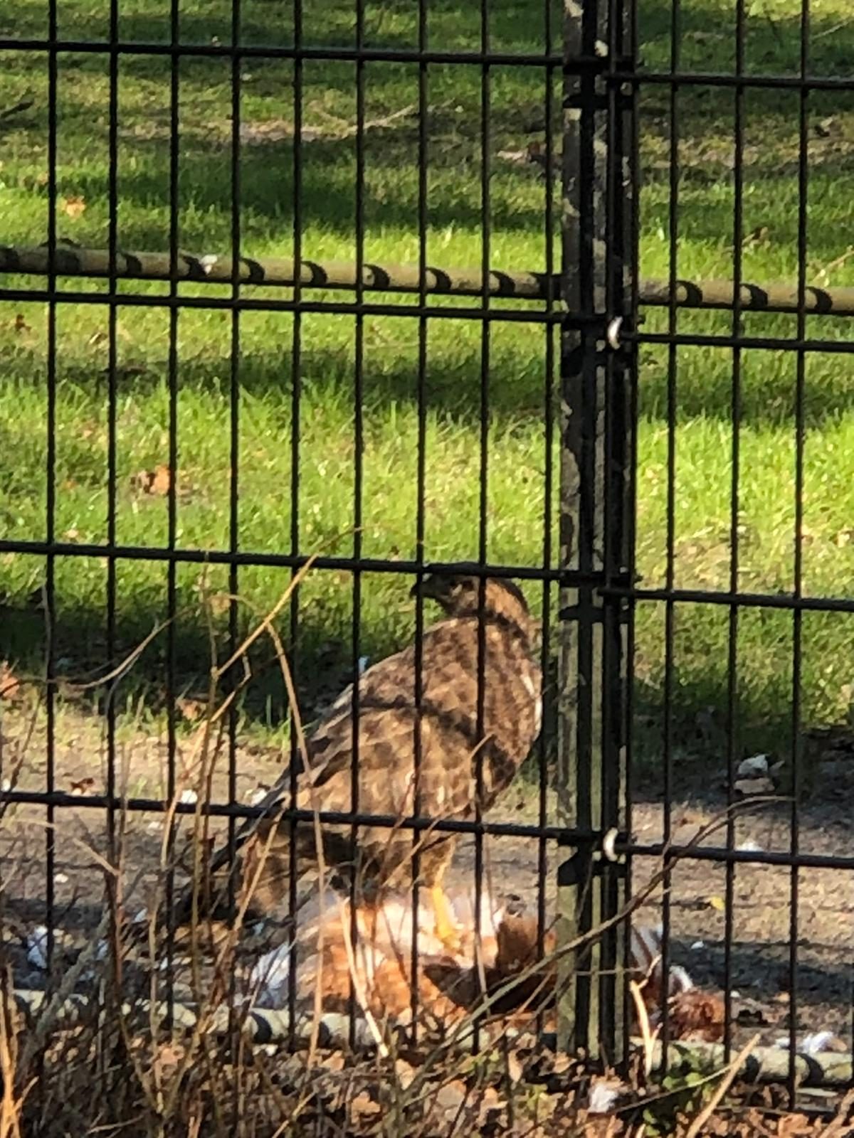Wildlife in hertenkamp