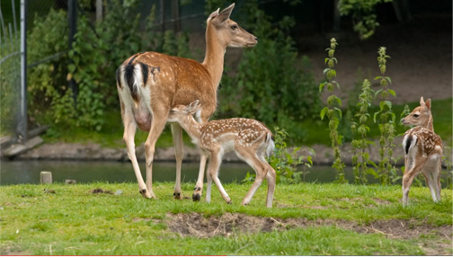 Eerste hertenkalfje