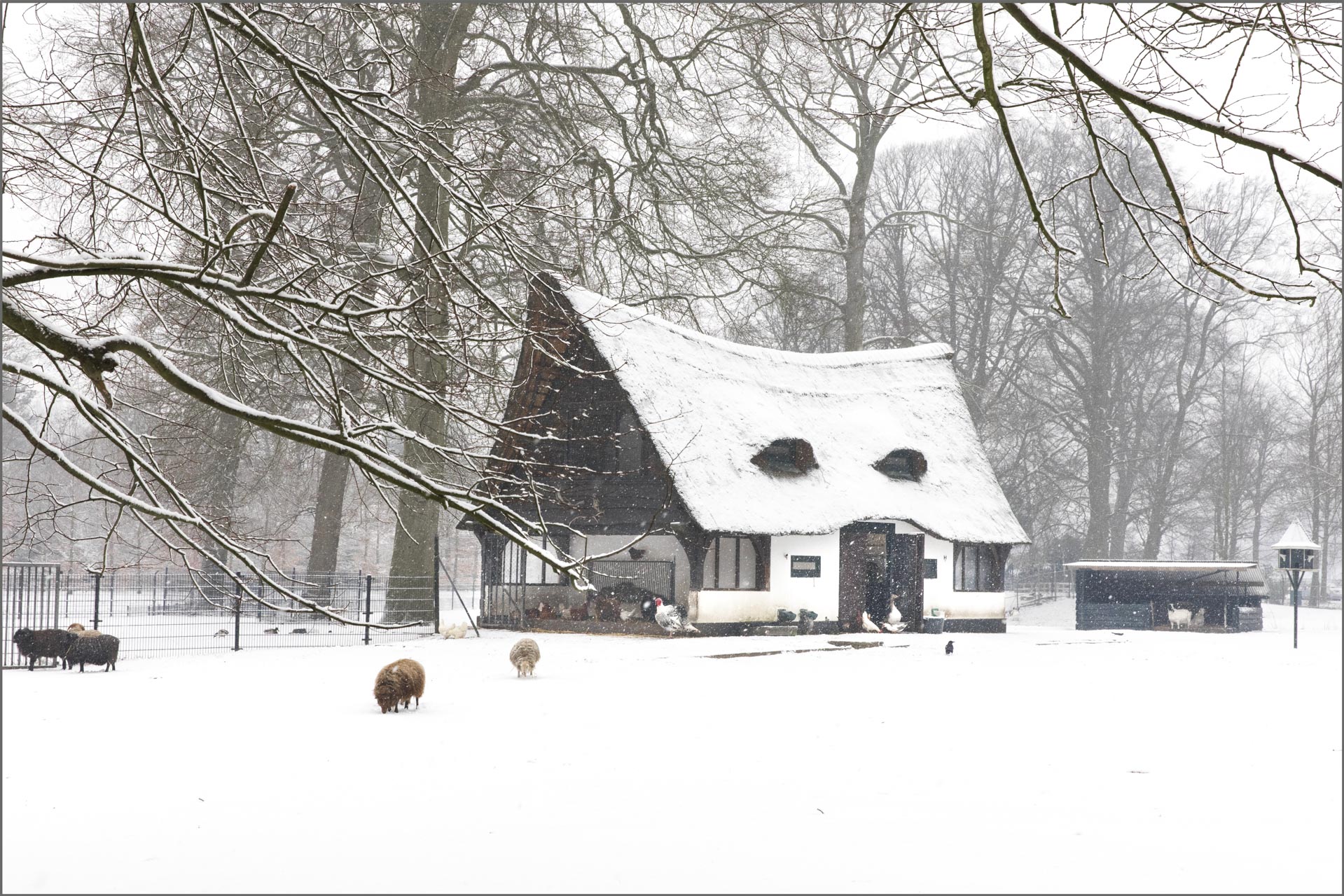 2017 Winter in ‘de Hertenkamp’!