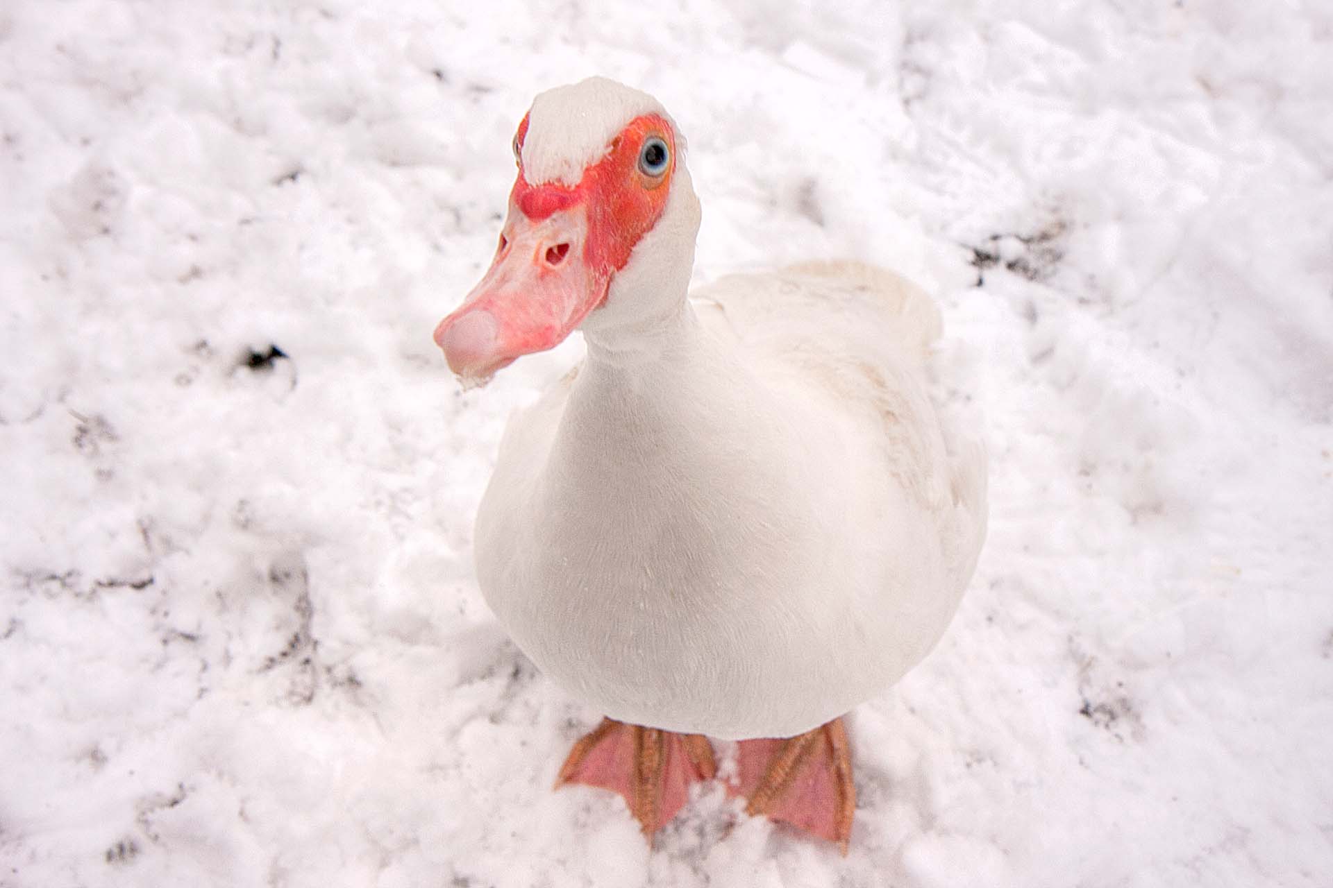 Barbarie eend in de sneeuw.