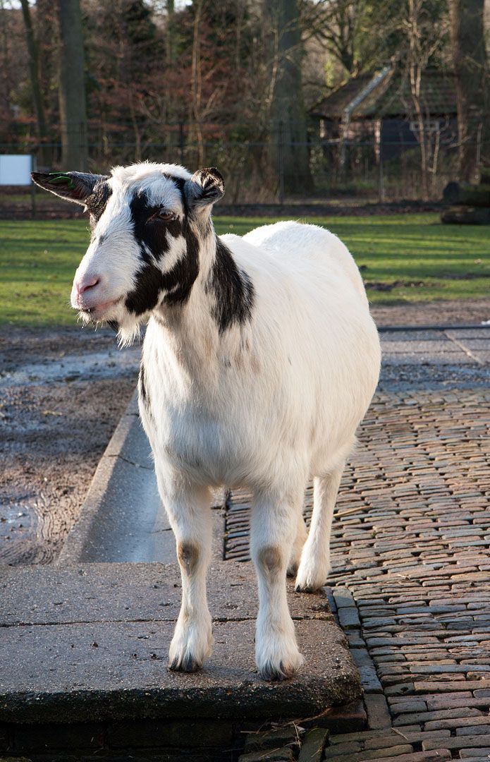 Daisy overleden!