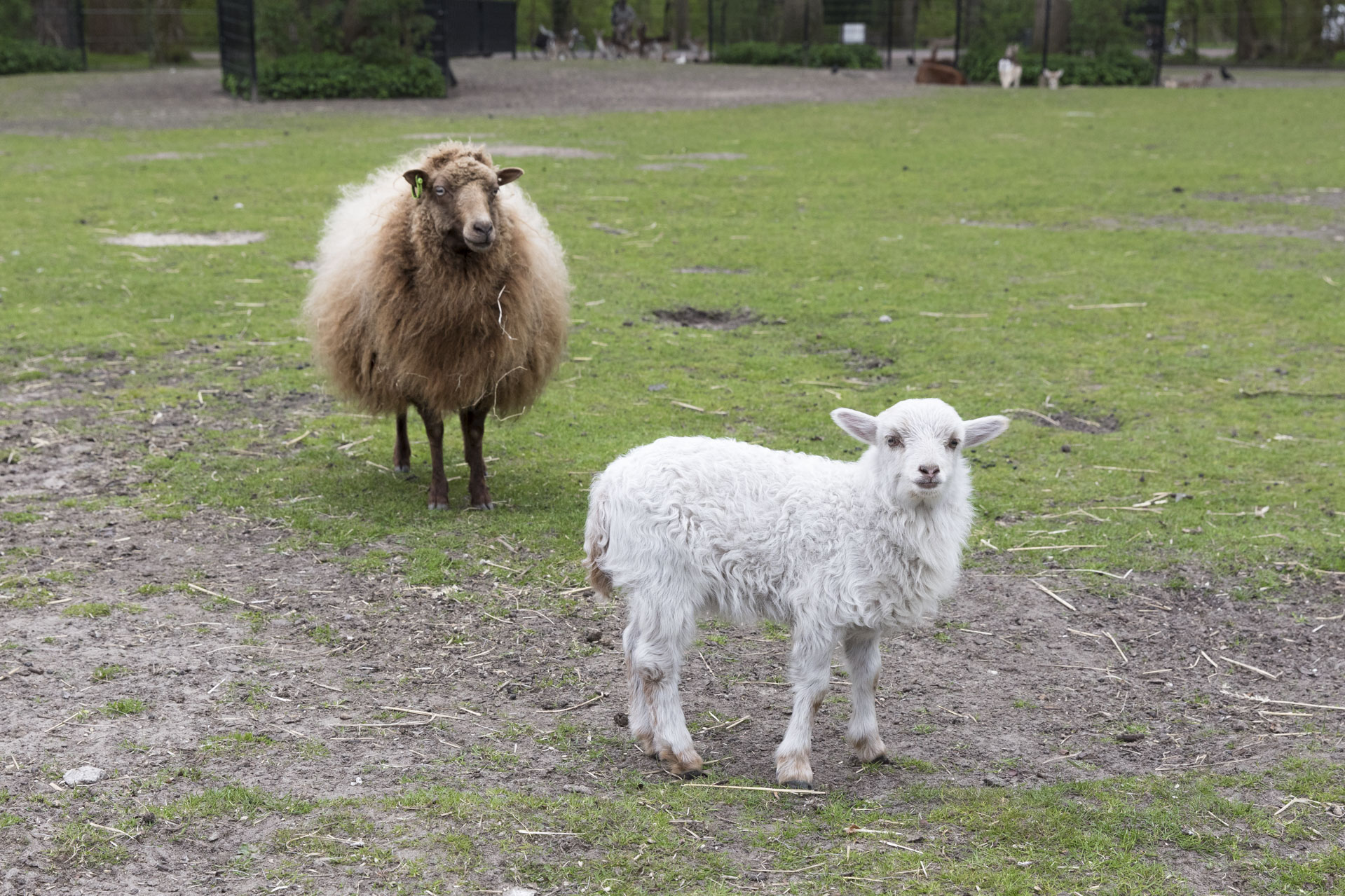 Eerste lammetje!