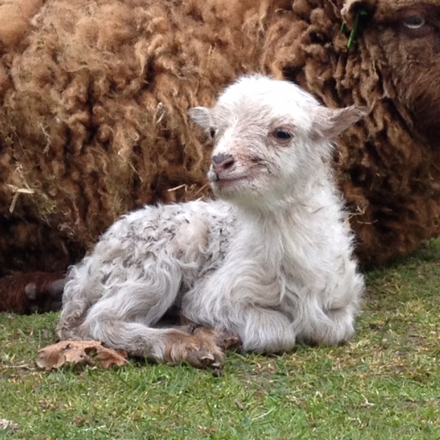 lammetje 2 dagen oud.