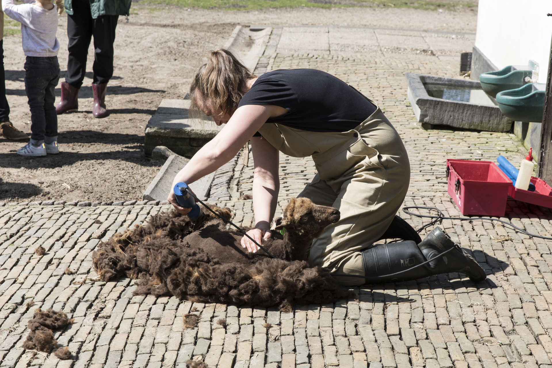 Schapen scheren!