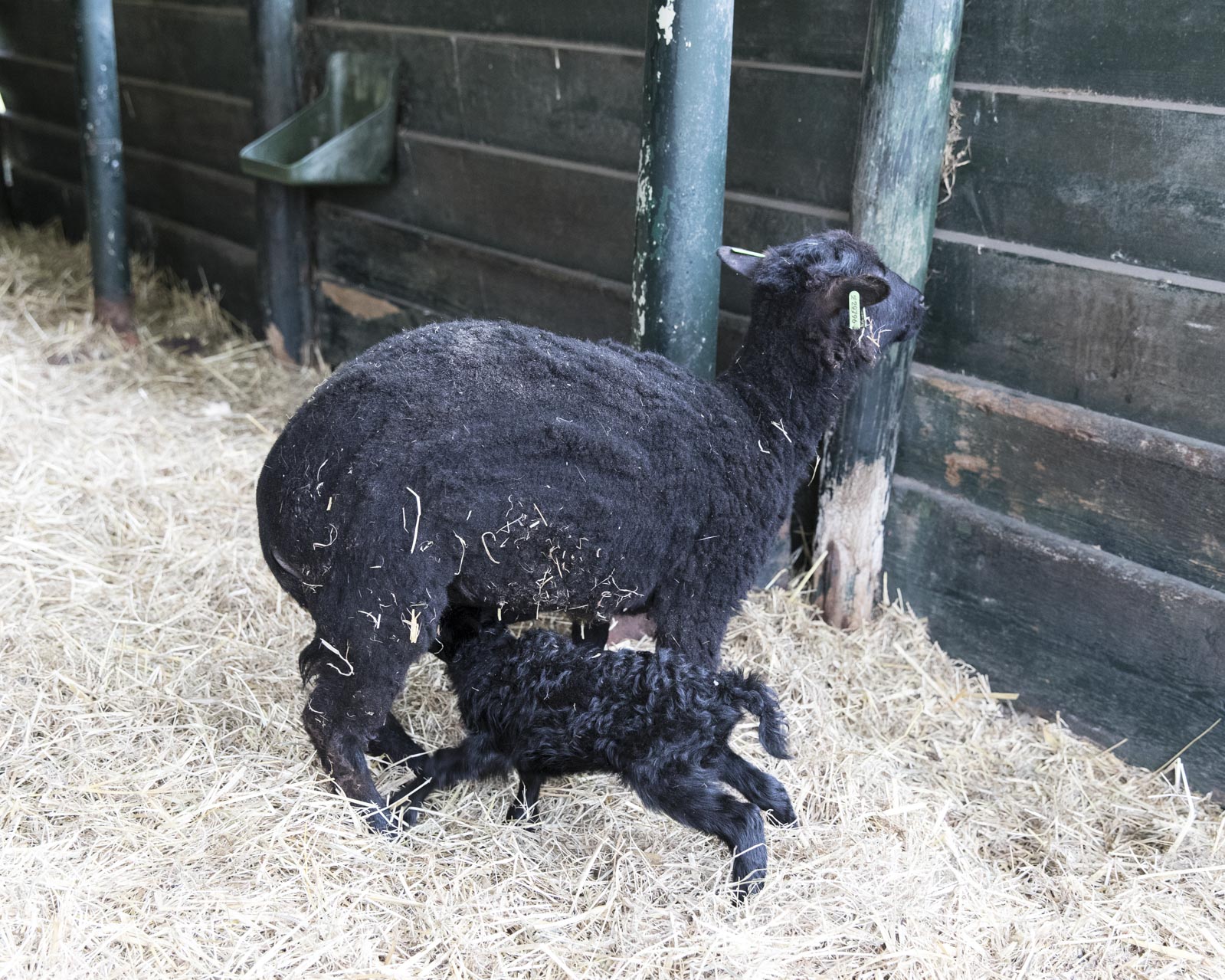 6de Lammetje geboren!