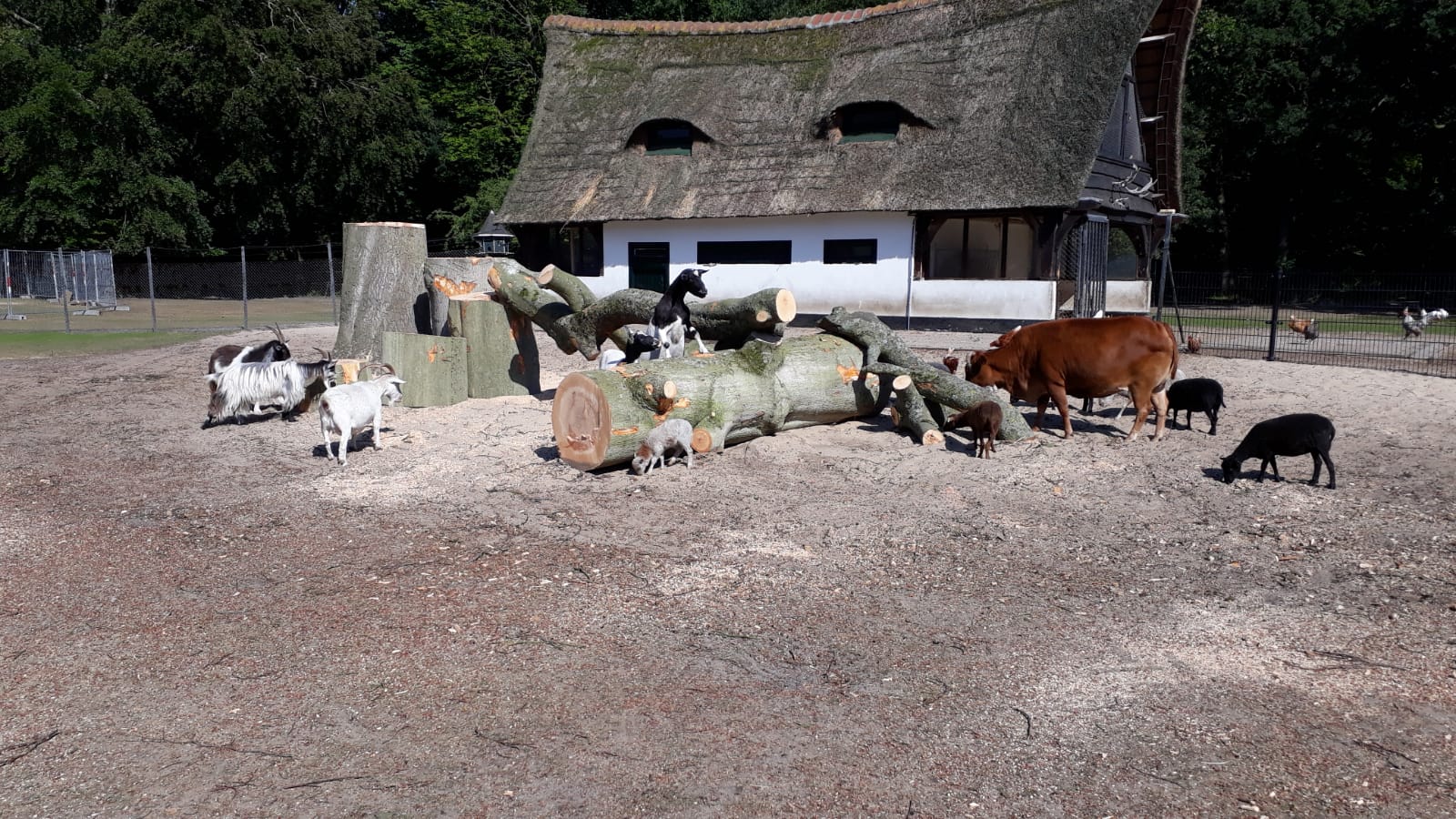 De dieren vinden de neergehaalde beuk maar wat interessant!