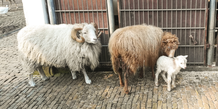Eerste lammetje van dit jaar geboren!