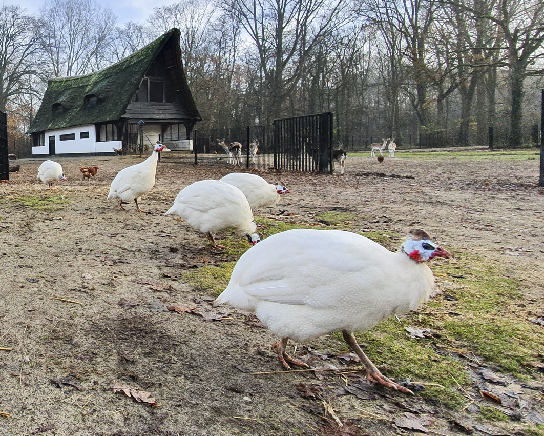 De parelhoenders uit het hertenkamp maken uitstapjes!