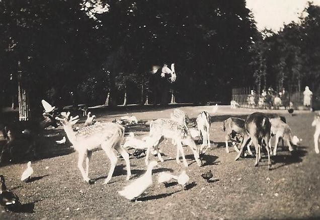 Herten in de jaren 90, historie Hertenkamp bloemendaal