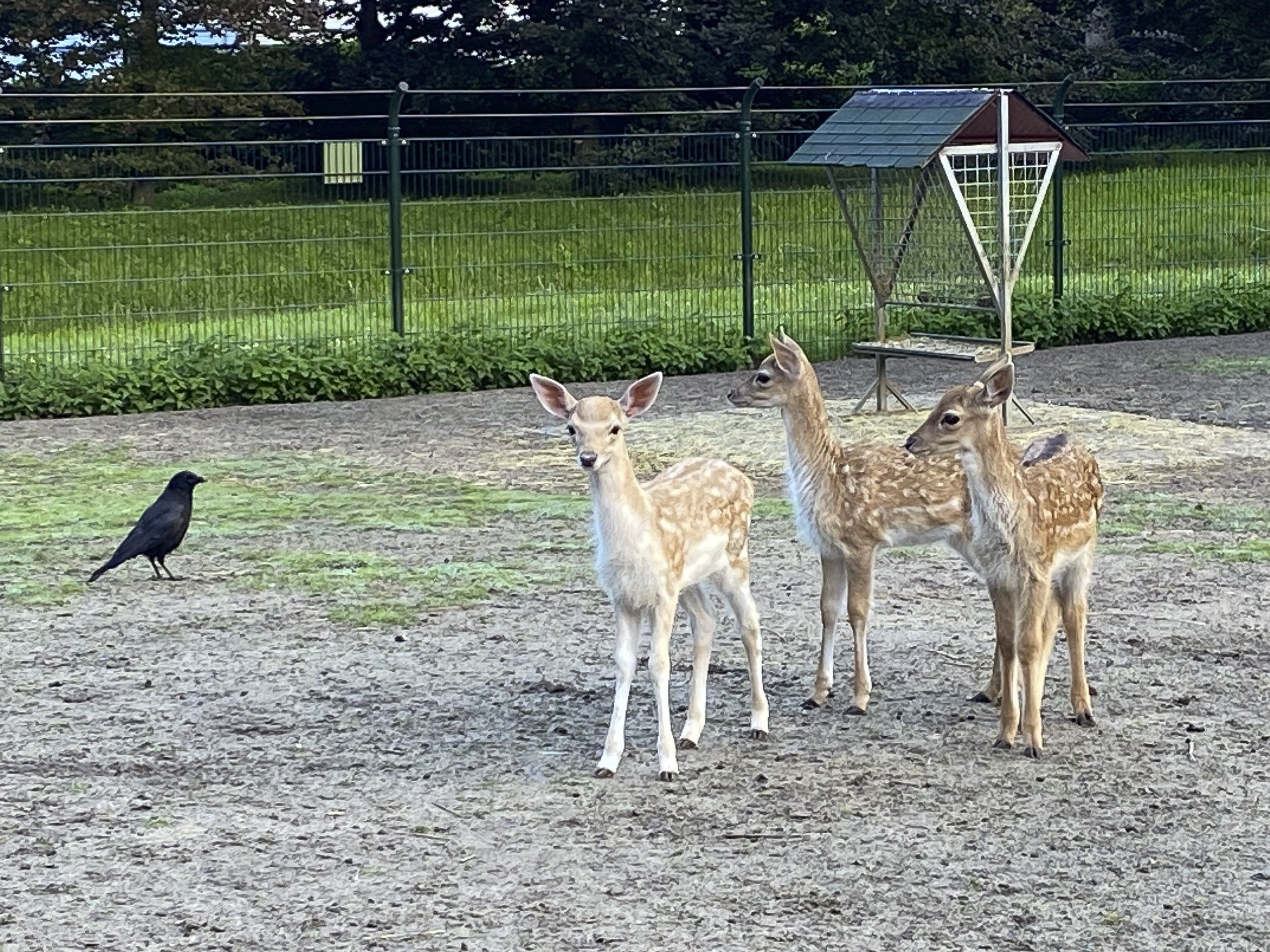 Verbaasde bambi’s!
