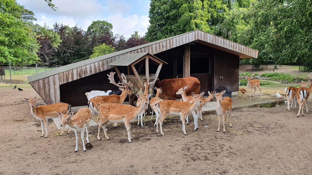 Herten bij de hertenstal in het Hertenkamp Bloemendaal