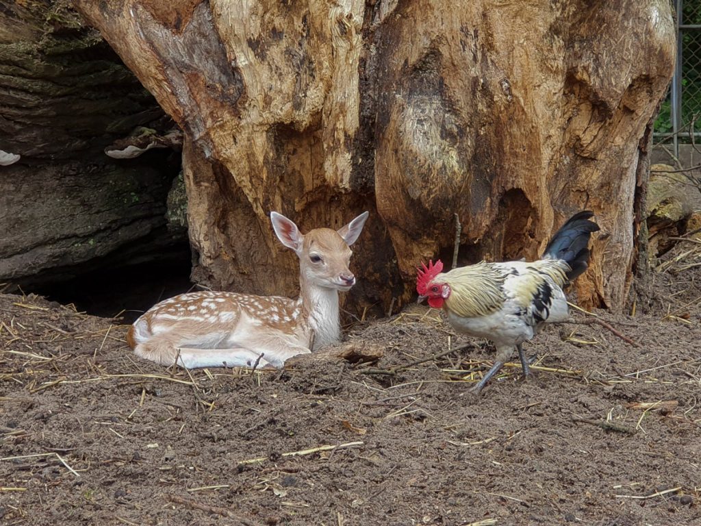 Hertenjong ontspant samen met een kip in het Hertenkamp Bloemendaal