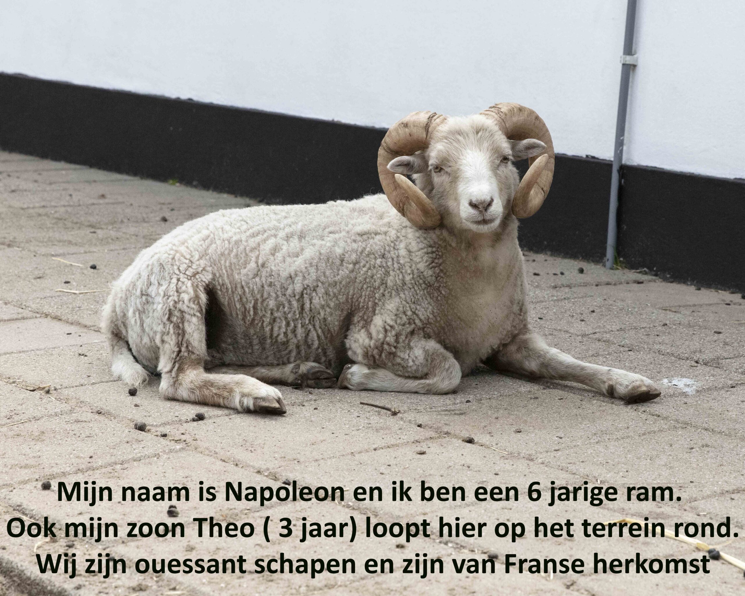 Napoleon!
