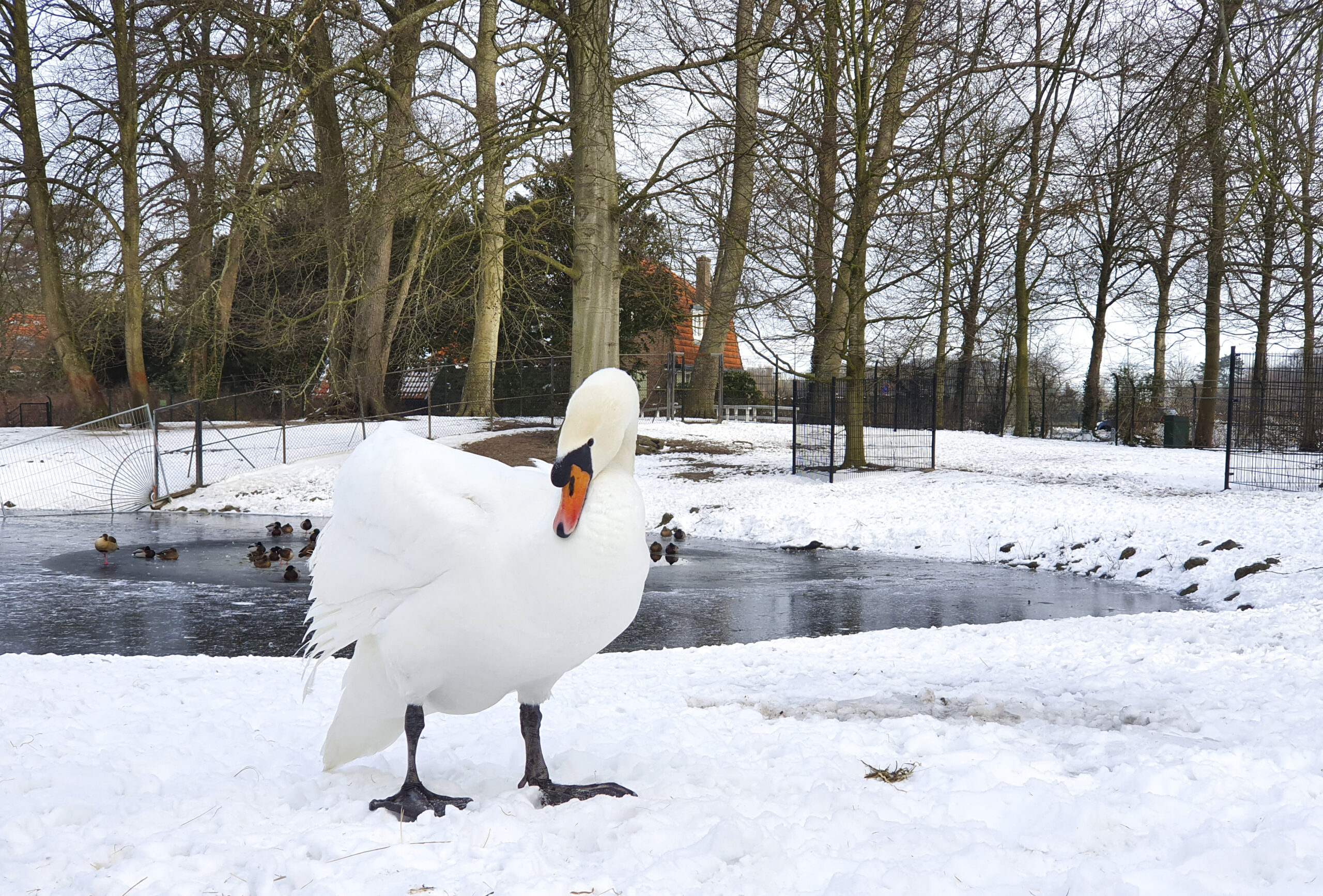 De zwaan in de sneeuw!