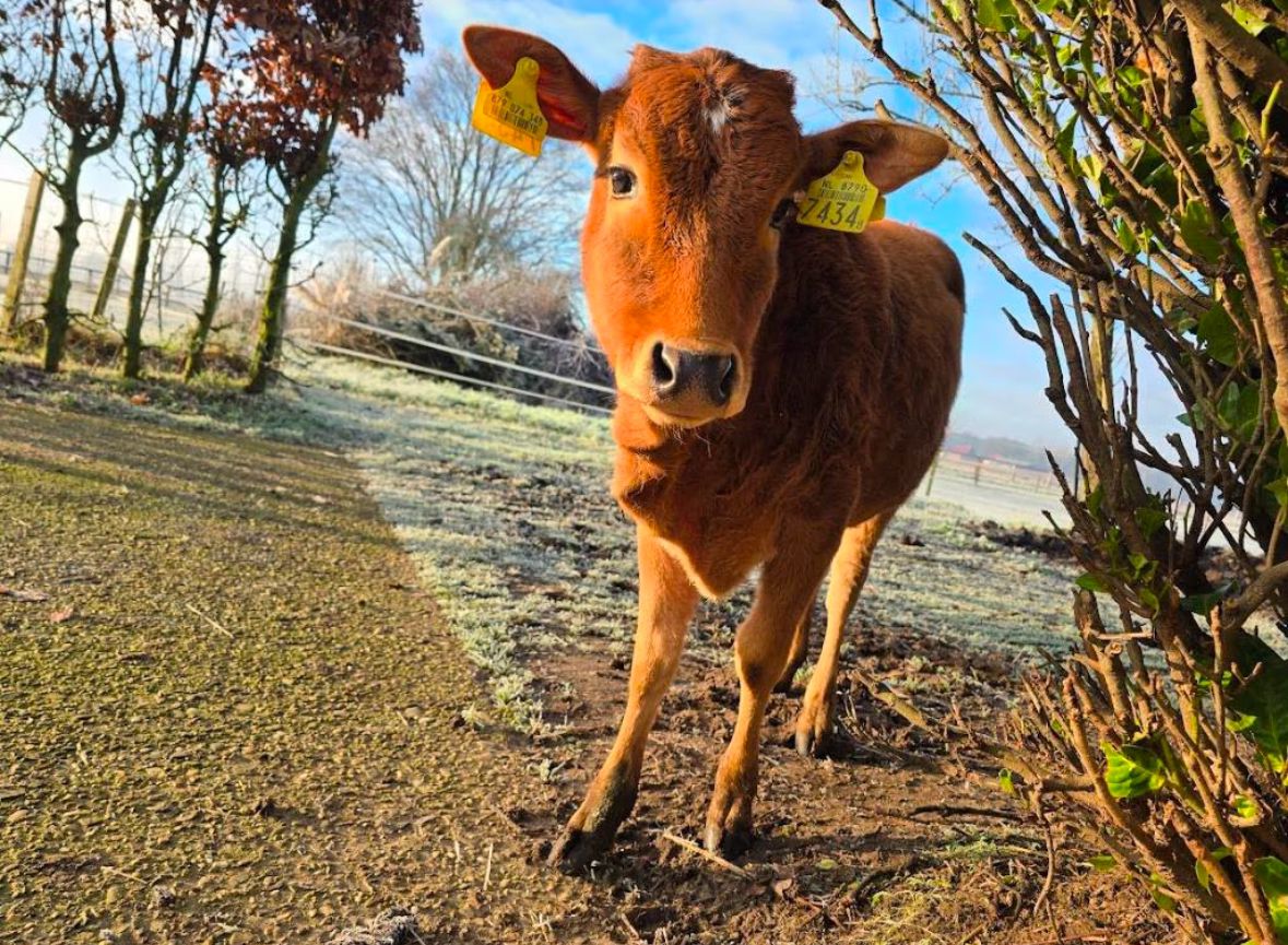 In aantocht: een nieuw koetje en stiertje!