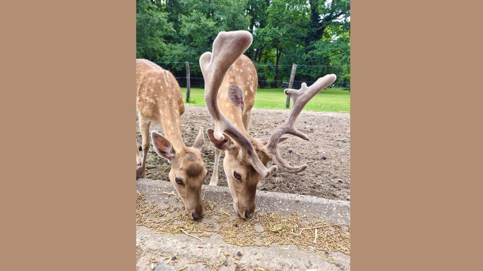Hert met prachtig gewei etend uit een voederbak