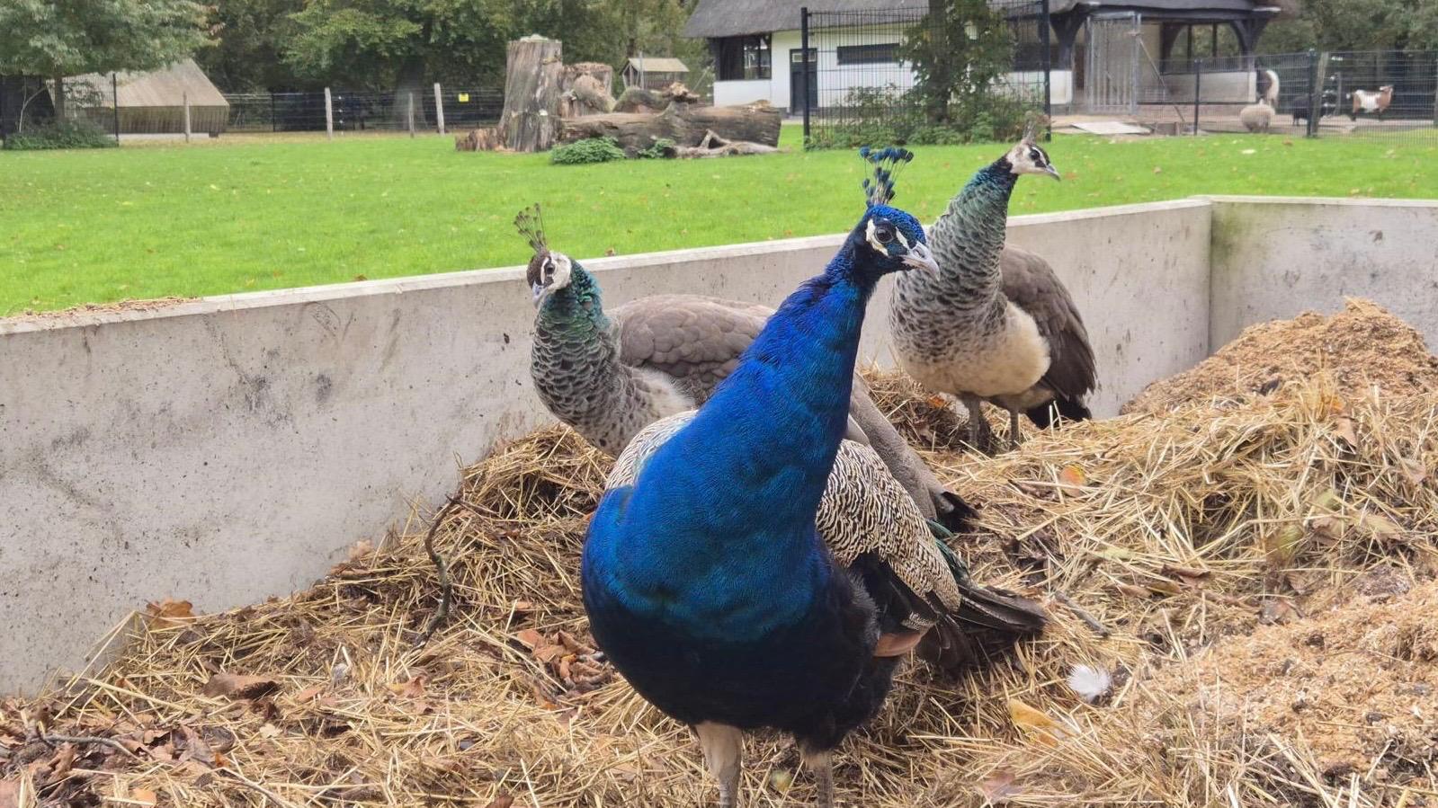 3 pauwen in een voederbak